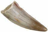 Serrated Triassic Reptile (Postosuchus?) Tooth - Texas #315780-1